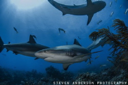 Reef Shark find the waters off the Bahamas perfect for th... by Steven Anderson 